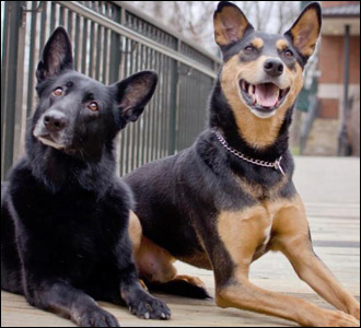 2 dogs laying down