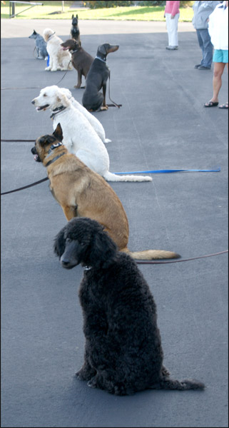 Dogs sitting and staying
