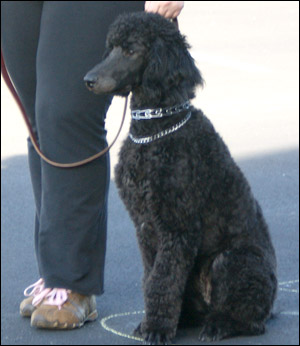 Poodle sitting